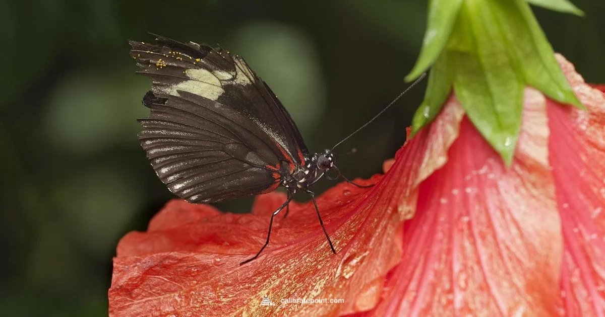 Calibrated Sculk Sensor Calibrated Sculk Sensor - Calibrate Point