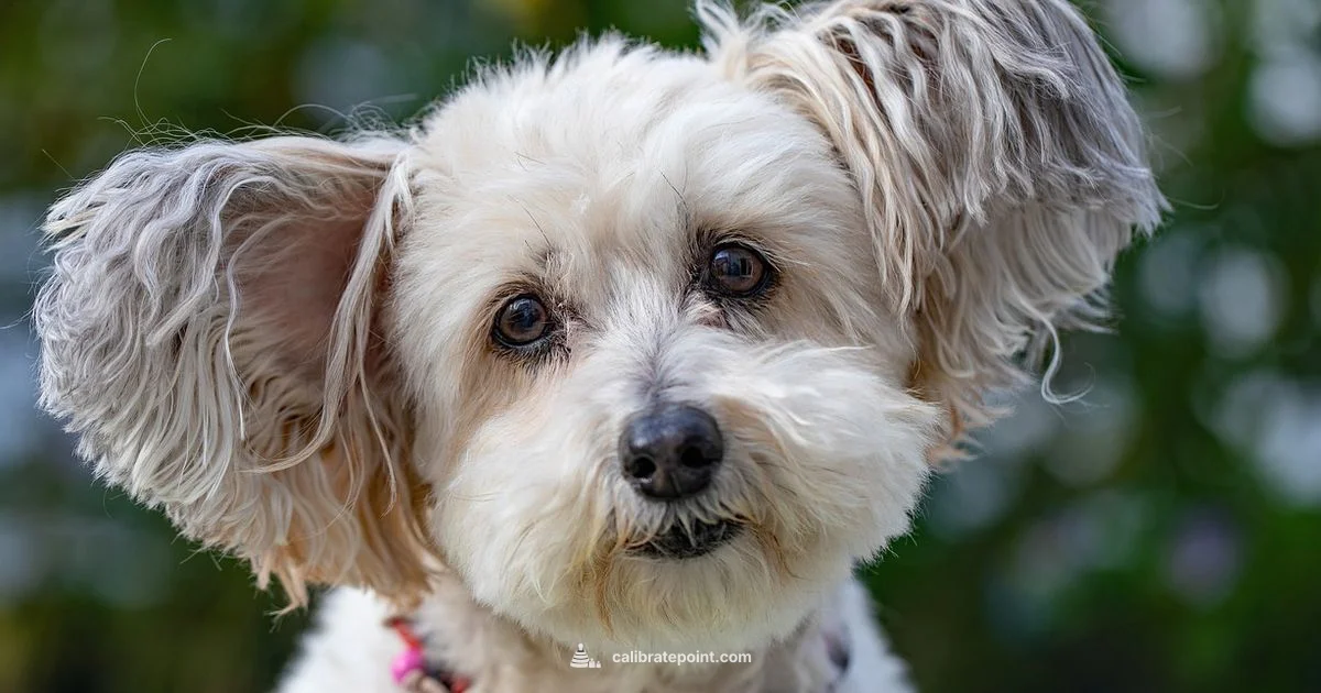 Halo Collar Calibration - Calibrate Point